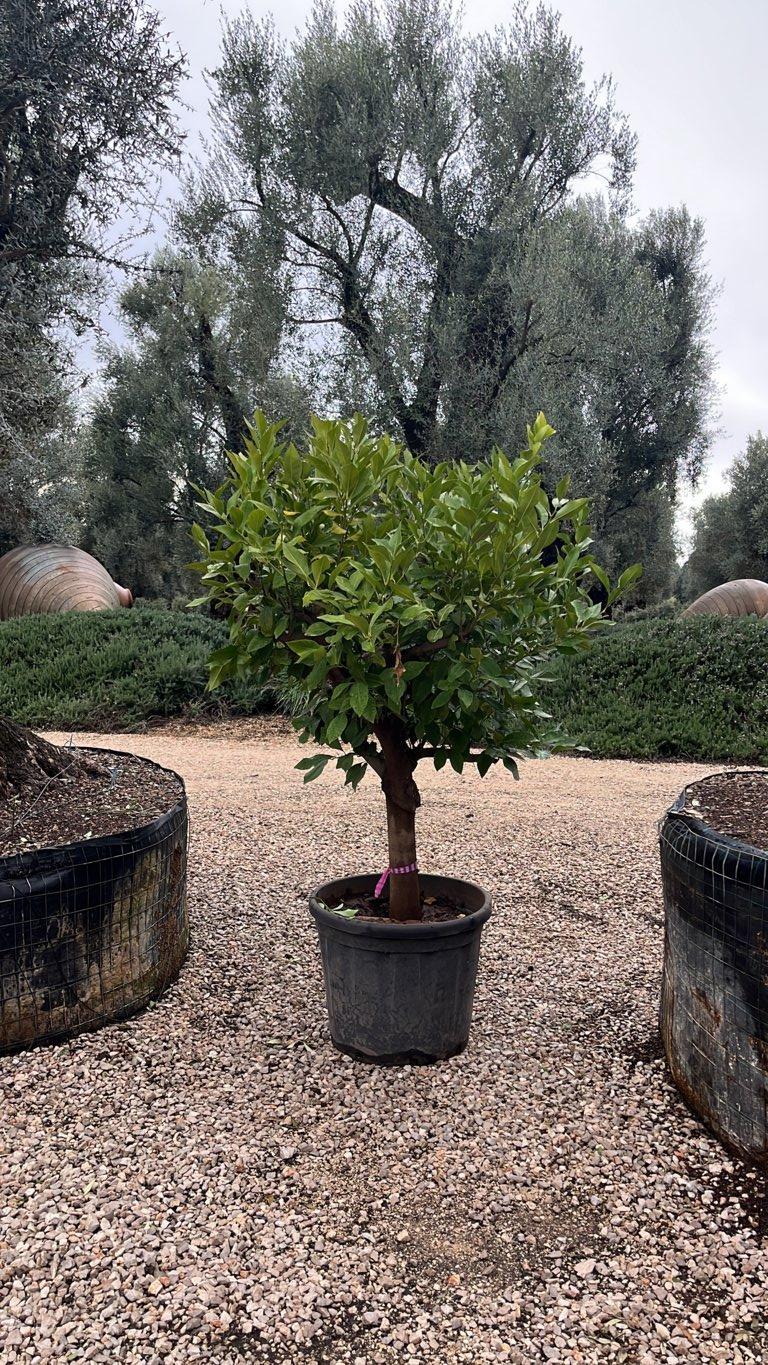 Citrus Limon (Limone) — 1/2 fusto, circonferenza 25/30 cm, vaso 110 litri