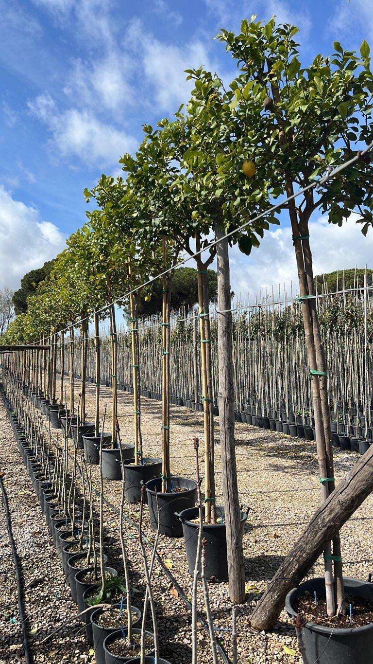 Citrus Limon (Limone) — Albero, circonferenza 12/14 cm, vaso 90 litri