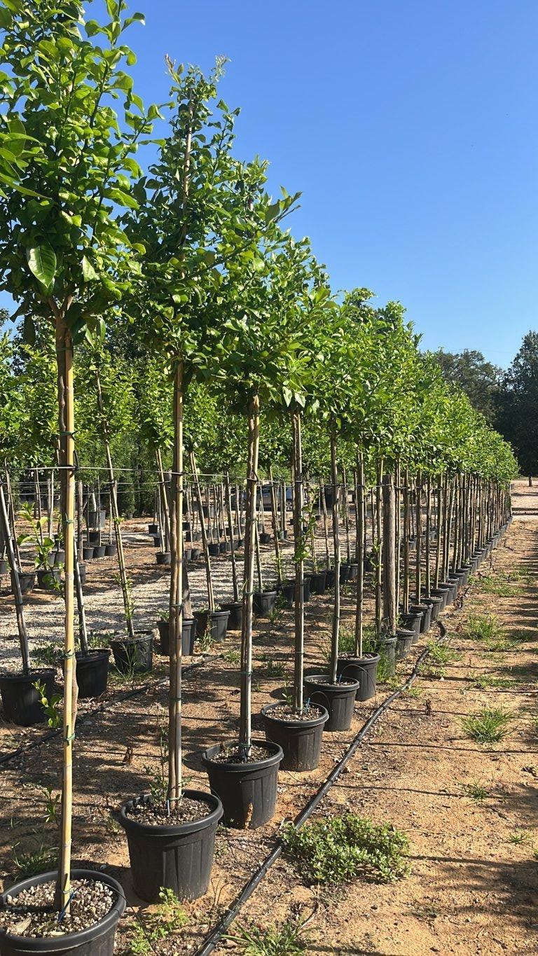 Citrus Limon Lunario (Limone) — Albero, circonferenza 8/10 cm, vaso 30 litri