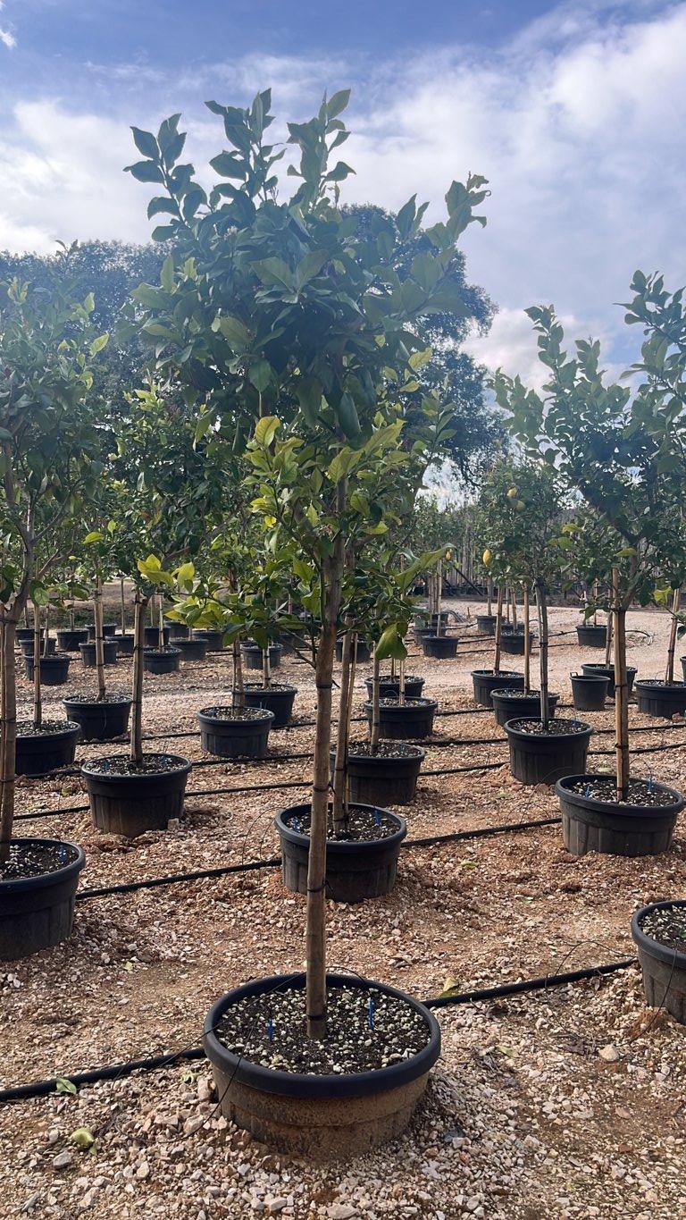 Citrus Limon Lunario (Limone) — 1/2 fusto, circonferenza 12/14 cm, vaso 90 litri