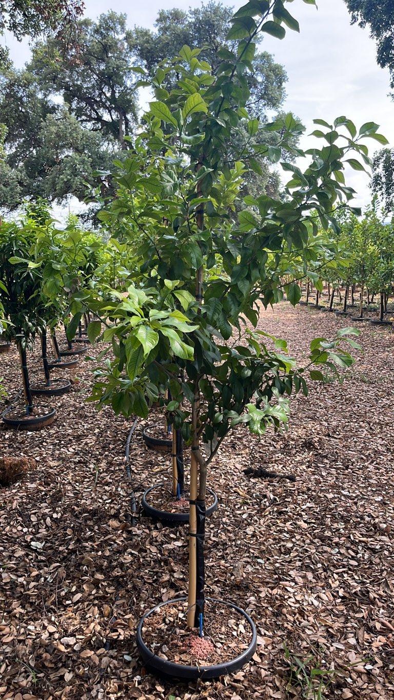 Citrus Limon Quattro Stagioni (Limone) — Mini fusto, circonferenza 6/8 cm, vaso 30 litri