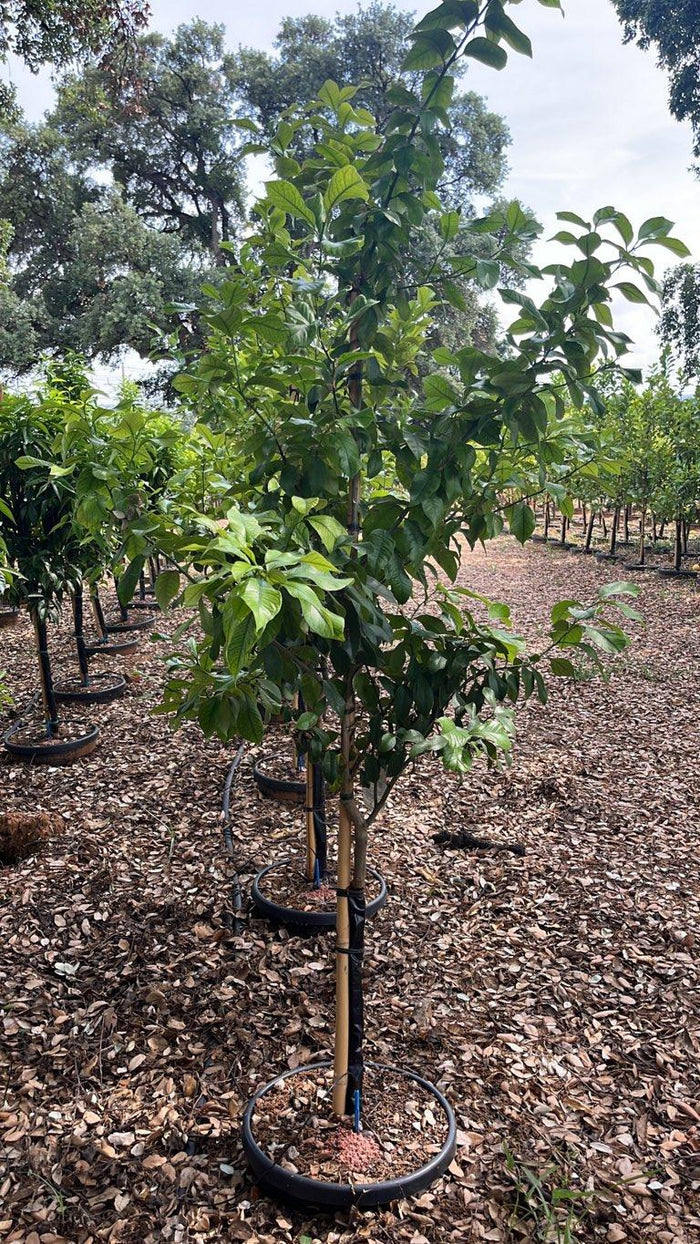 Citrus Limon Quattro Stagioni (Limone) — Mini fusto, circonferenza 6/8 cm, vaso 30 litri
