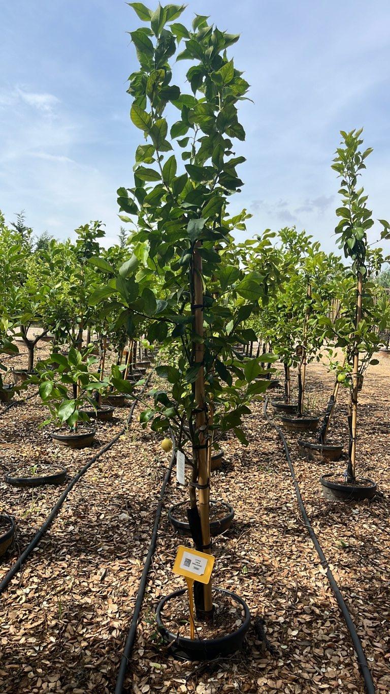 Citrus Limon Siracusano (Limone) — Mini fusto, circonferenza 6/8 cm, vaso 30 litri