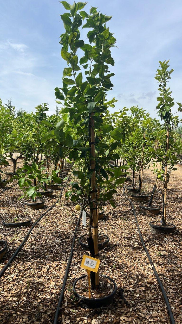 Citrus Limon Siracusano (Limone) — Mini fusto, circonferenza 6/8 cm, vaso 30 litri