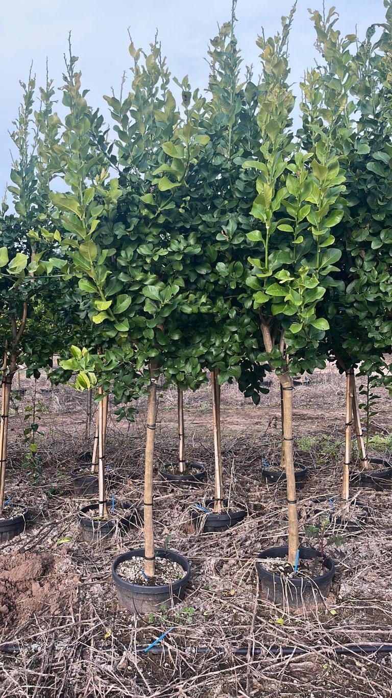Citrus Limon Zagara Bianca (Limone) — 1/2 fusto, circonferenza 12/14 cm, vaso 30 litri