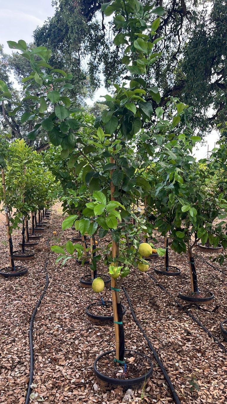 Citrus Limon Zagara Bianca (Limone) — Mini fusto, circonferenza 6/8 cm, vaso 30 litri
