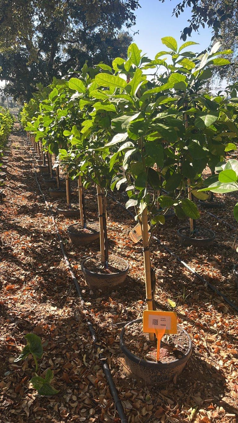 Citrus Medica (Cedro) — Mini fusto, circonferenza 6/8 cm, vaso 30 litri
