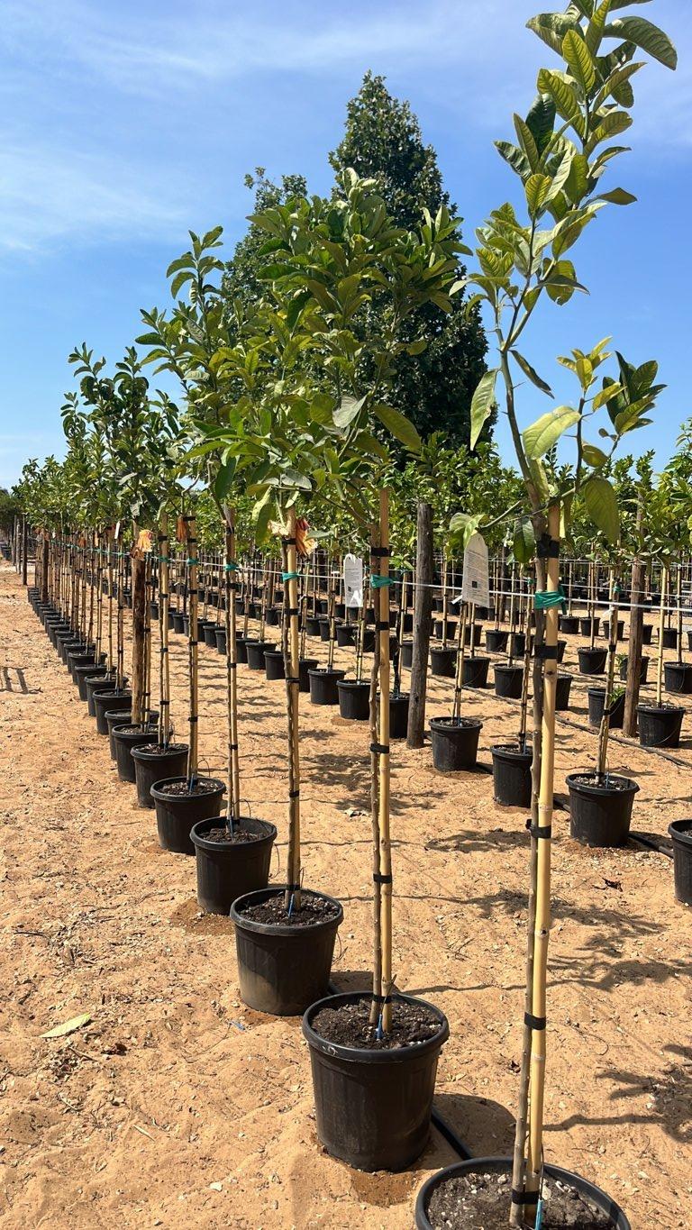 CITRUS MEDICA DIGITATA cedro