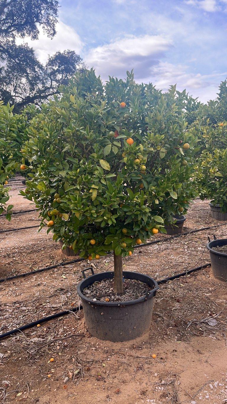 Citrus Mitis (Calamondino) — Mini fusto, circonferenza 20/25 cm, vaso 90 litri