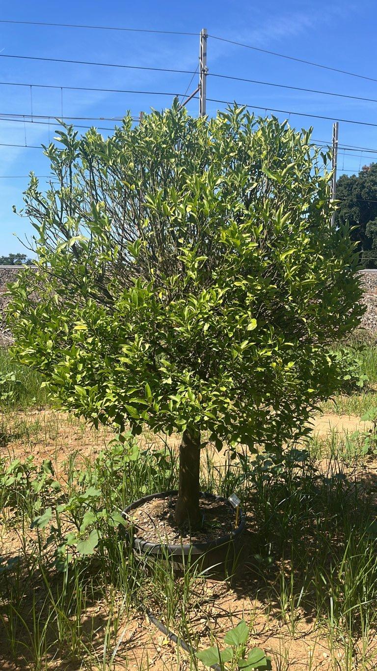 Citrus Mitis (Calamondino) — Mini fusto, circonferenza 25/30 cm, vaso 130 litri
