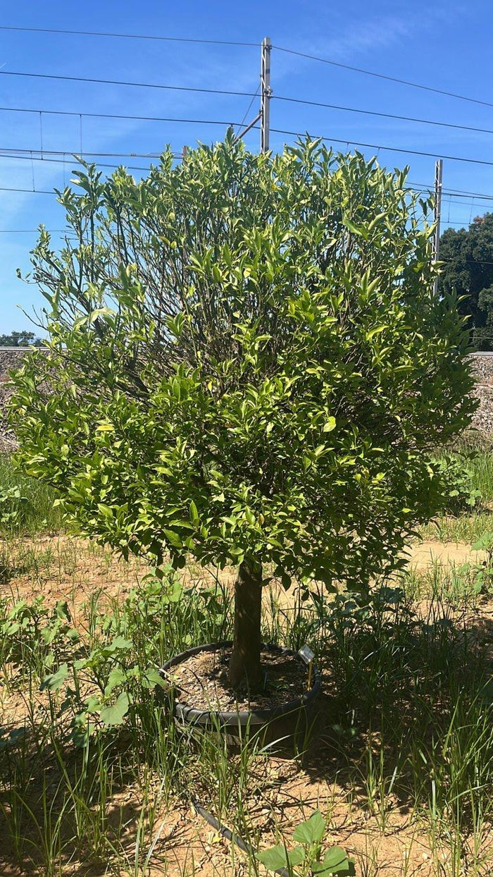 Citrus Mitis (Calamondino) — Mini fusto, circonferenza 25/30 cm, vaso 130 litri