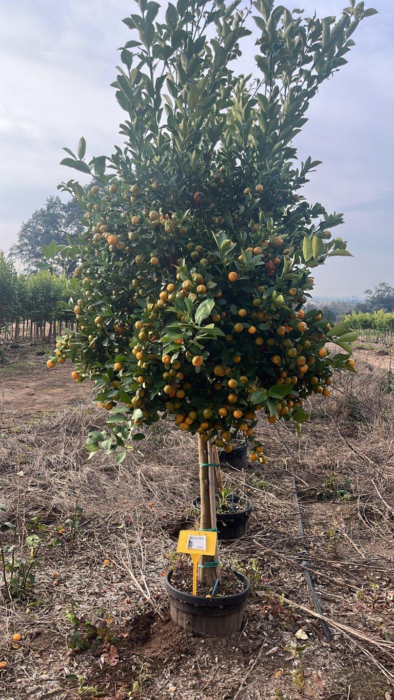 Citrus Mitis (Calamondino) — 1/2 fusto, circonferenza 14/16 cm, vaso 30 litri