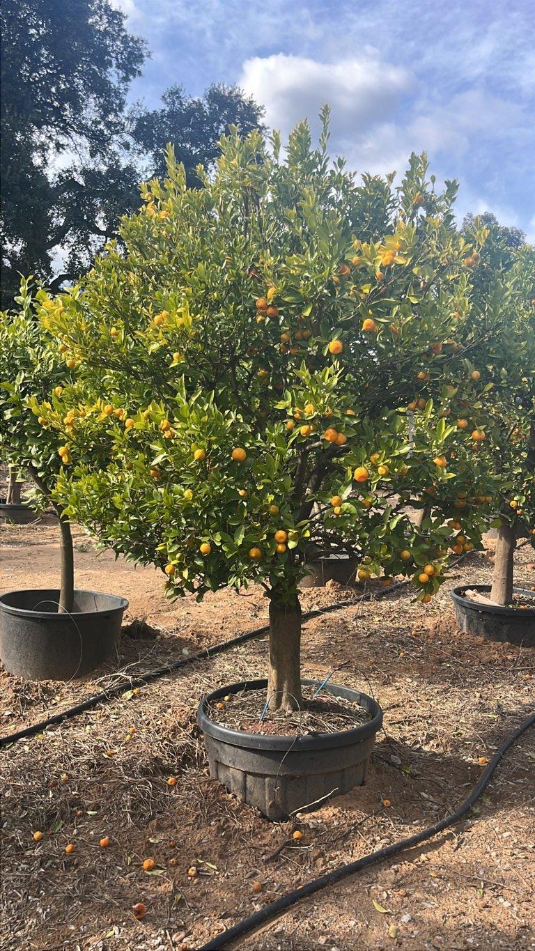 Citrus Mitis (Calamondino) — 1/2 fusto, circonferenza 35/40 cm, vaso 130 litri