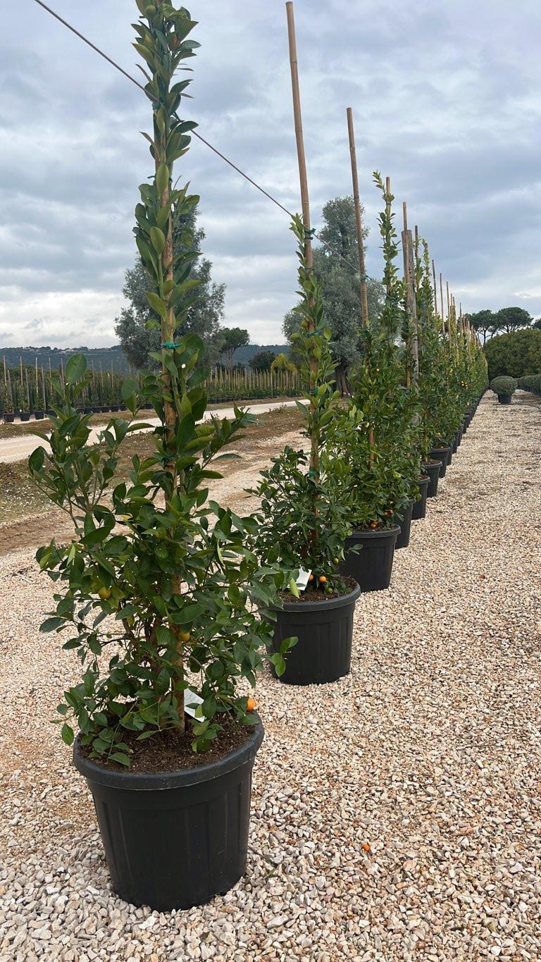 Citrus Mitis (Calamondino) — Cespuglio, canna 300 cm, vaso 70 litri
