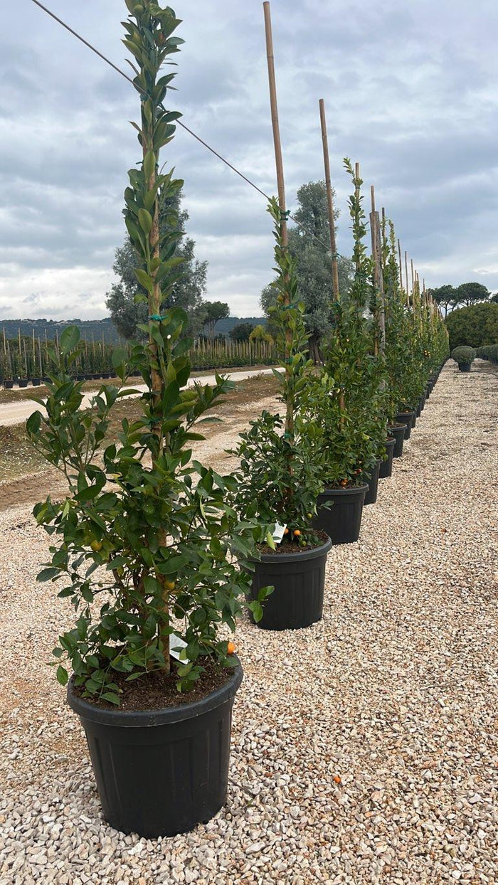 Citrus Mitis (Calamondino) — Cespuglio, canna 300 cm, vaso 70 litri