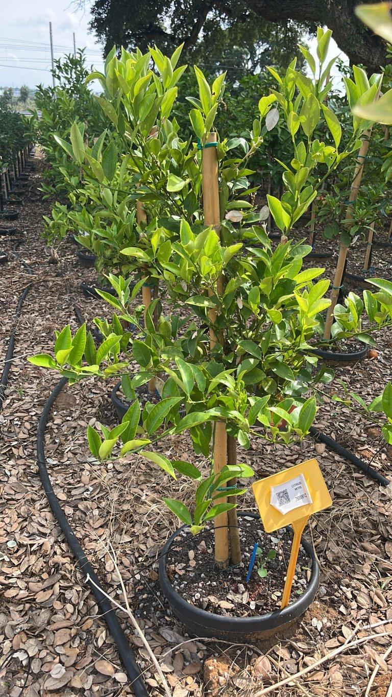 Citrus Mitis (Calamondino) — Mini fusto, circonferenza 6/8 cm, vaso 30 litri