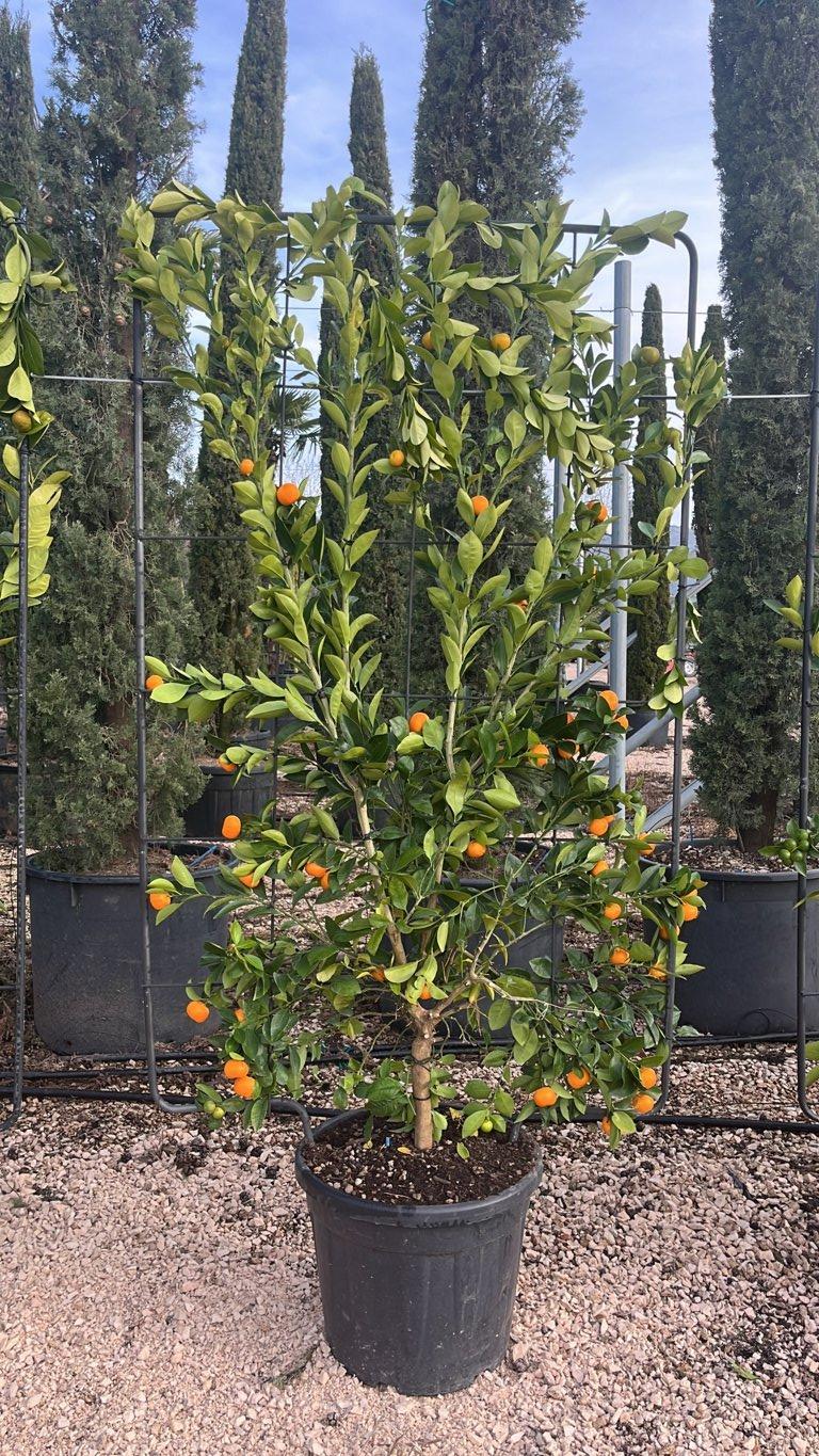 Citrus Mitis (Calamondino) — Spalliera, altezza 180 x 110 cm, vaso 55 litri