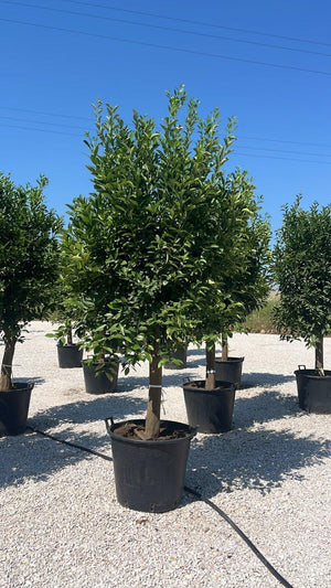 CITRUS MITIS Mandarino nano