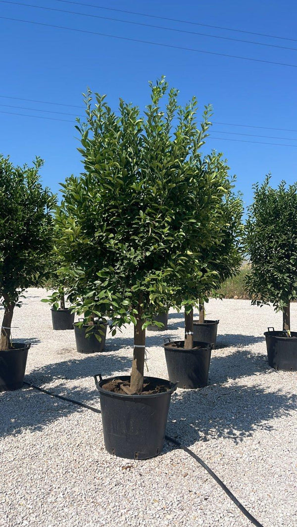 CITRUS MITIS Mandarino nano