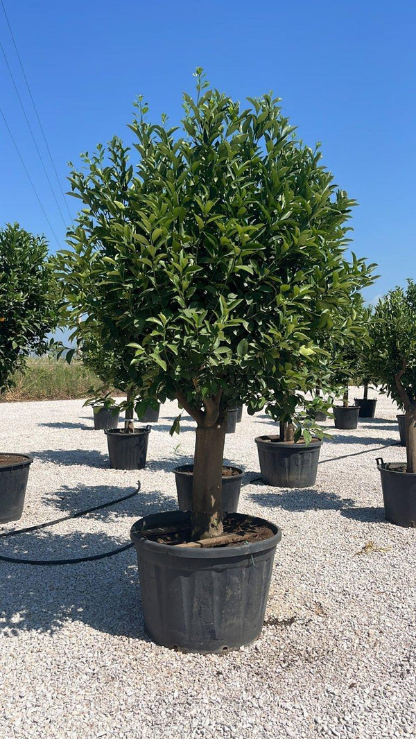 CITRUS MITIS Mandarino nano