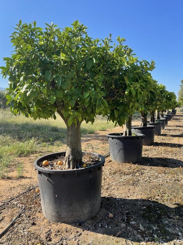 Citrus Paradisi (Pompelmo) — 1/2 fusto, circonferenza 60/80 cm, vaso 500 litri