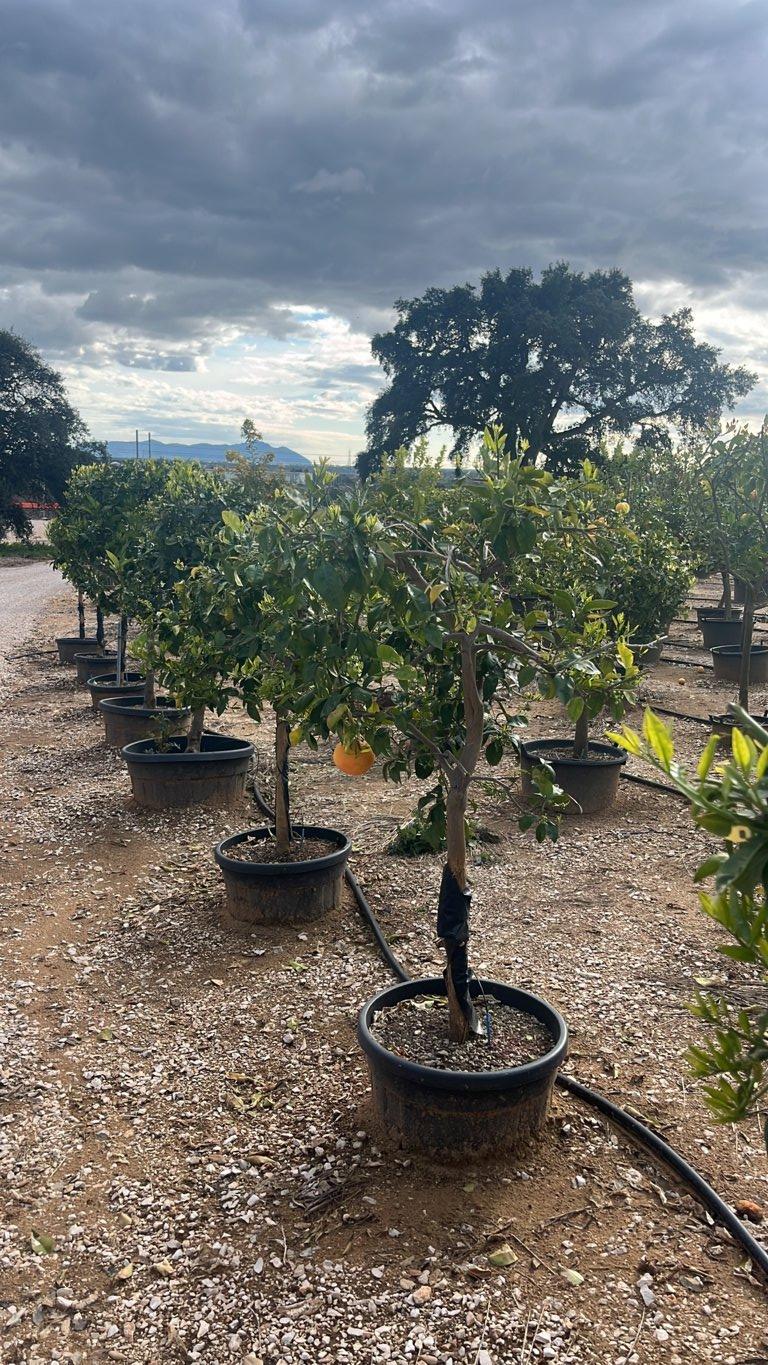 Citrus Paradisi (Pompelmo) — 1/2 fusto, circonferenza 12/14 cm, vaso 55 litri