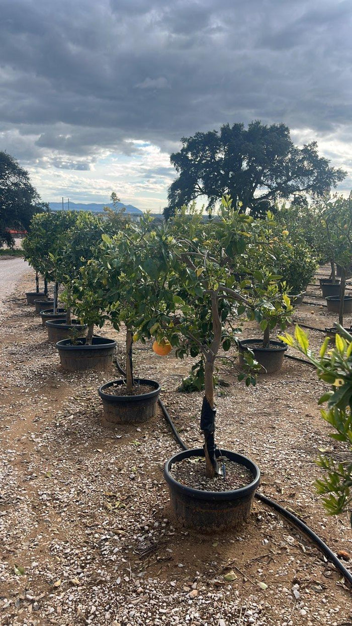 Citrus Paradisi (Pompelmo) — 1/2 fusto, circonferenza 12/14 cm, vaso 55 litri