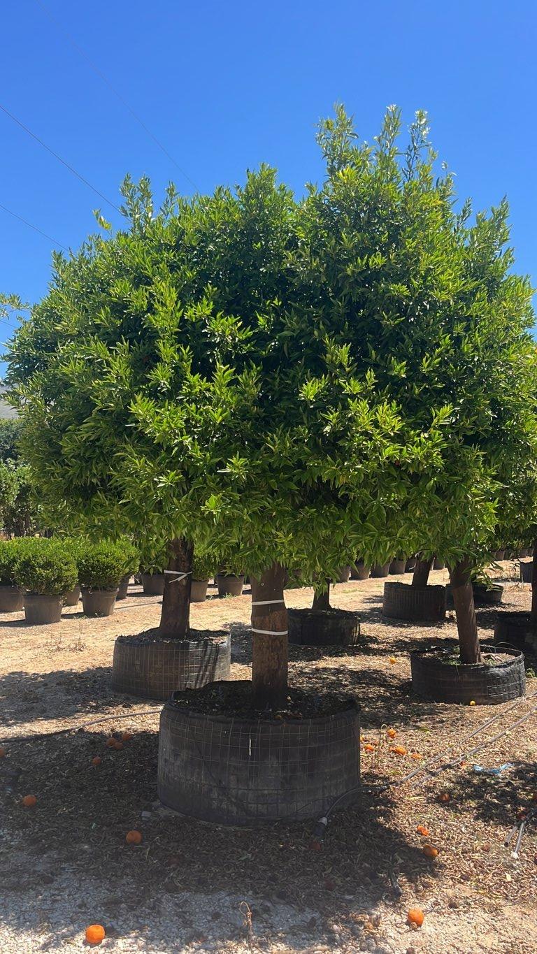 Citrus Reticulata (Mandarino) — 3/4 fusto, circonferenza 60/80 cm, in rete