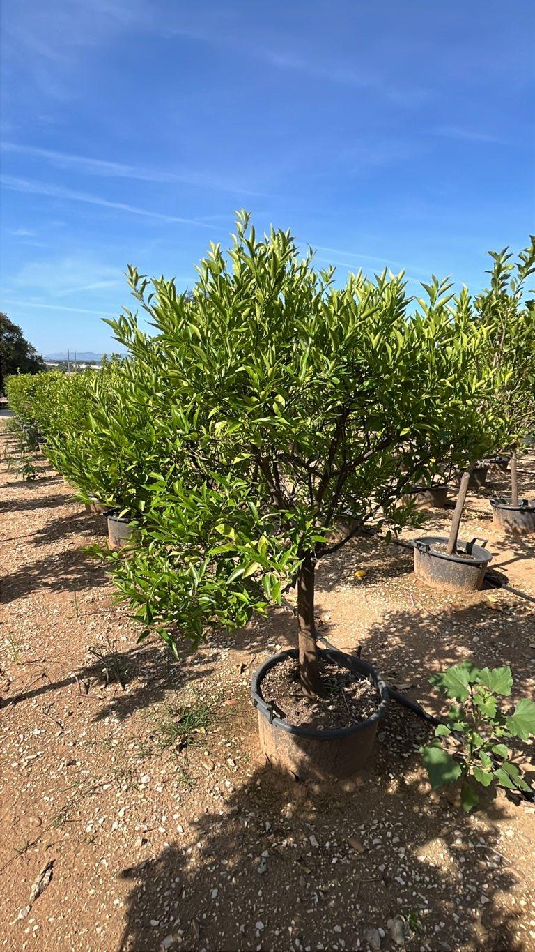Citrus Reticulata (Mandarino) — 1/2 fusto, circonferenza 16/18 cm, vaso 70 litri