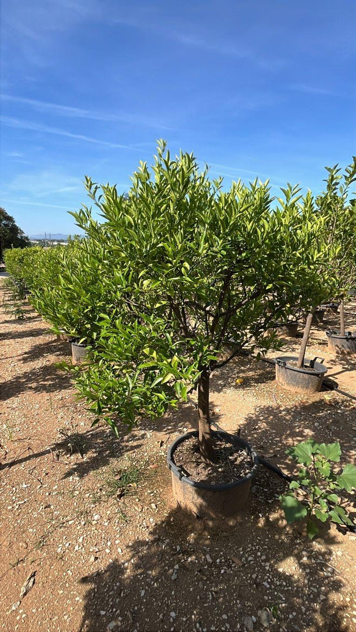 Citrus Reticulata (Mandarino) — 1/2 fusto, circonferenza 16/18 cm, vaso 70 litri