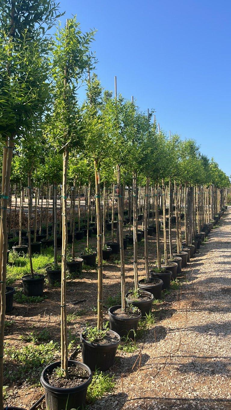 Citrus Reticulata (Mandarino) — Albero, circonferenza 8/10 cm, vaso 30 litri
