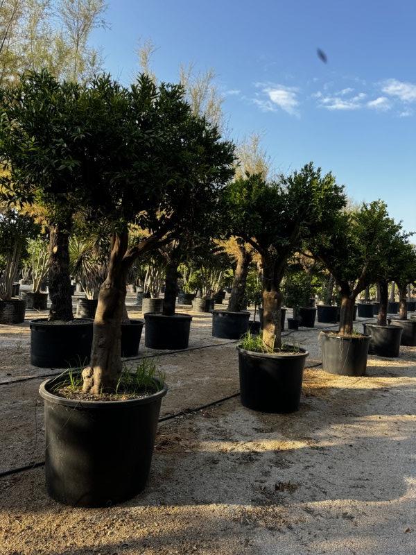 Citrus Reticulata (Mandarino) — 3/4 fusto, circonferenza 60/80 cm, vaso 500 litri