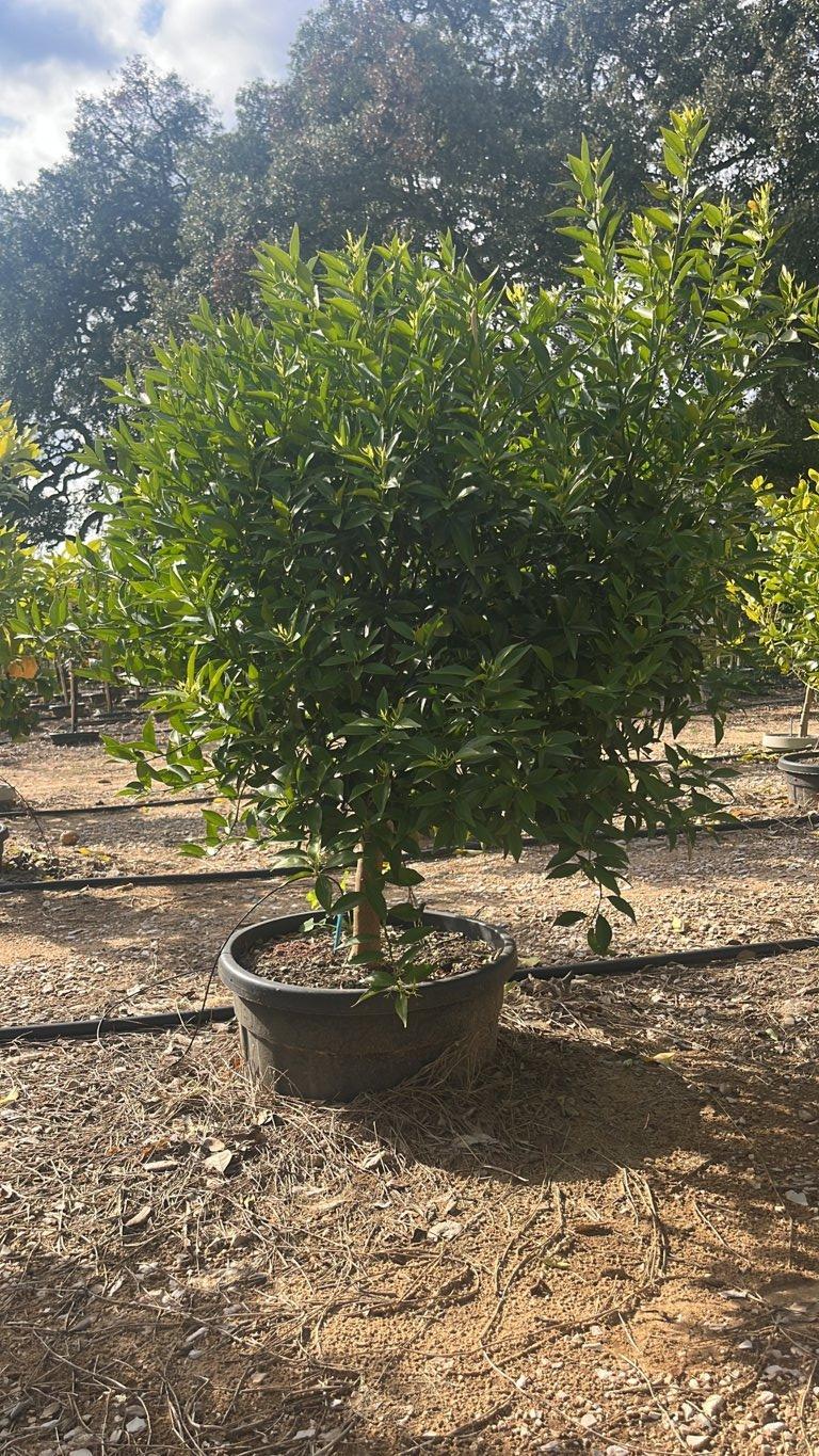 Citrus Reticulata (Mandarino) — Mini fusto, circonferenza 10/12 cm, vaso 55 litri