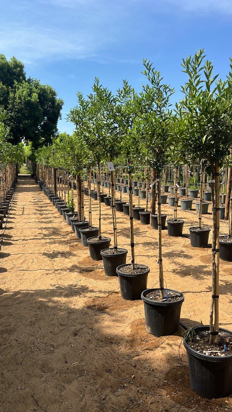 CITRUS RETICULATA Mandarino