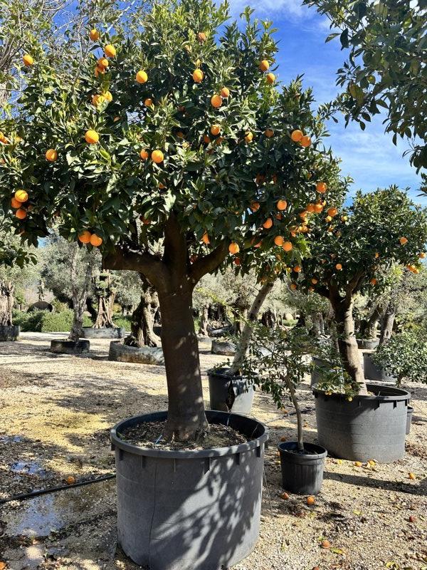 Citrus Sinensis (Arancio) — 3/4 fusto, circonferenza 80/90 cm, vaso 750 litri