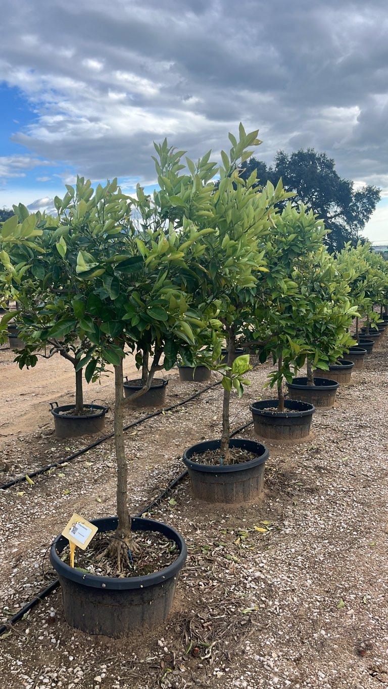 Citrus Sinensis (Arancio) — 1/2 fusto, circonferenza 12/14 cm, vaso 90 litri