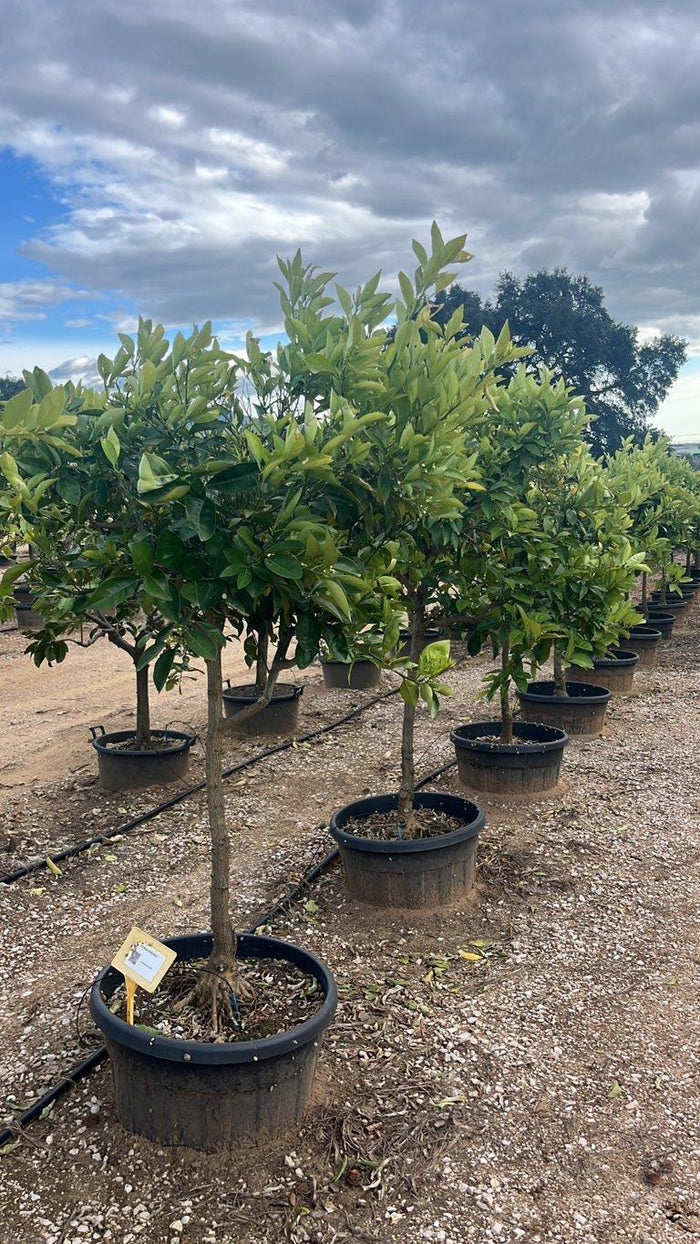 Citrus Sinensis (Arancio) — 1/2 fusto, circonferenza 12/14 cm, vaso 90 litri
