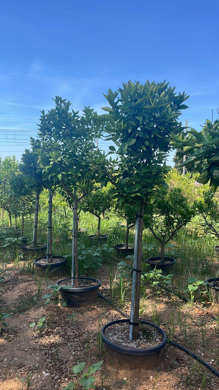 Citrus Sinensis (Arancio) — 3/4 fusto, circonferenza 12/14 cm, vaso 90 litri