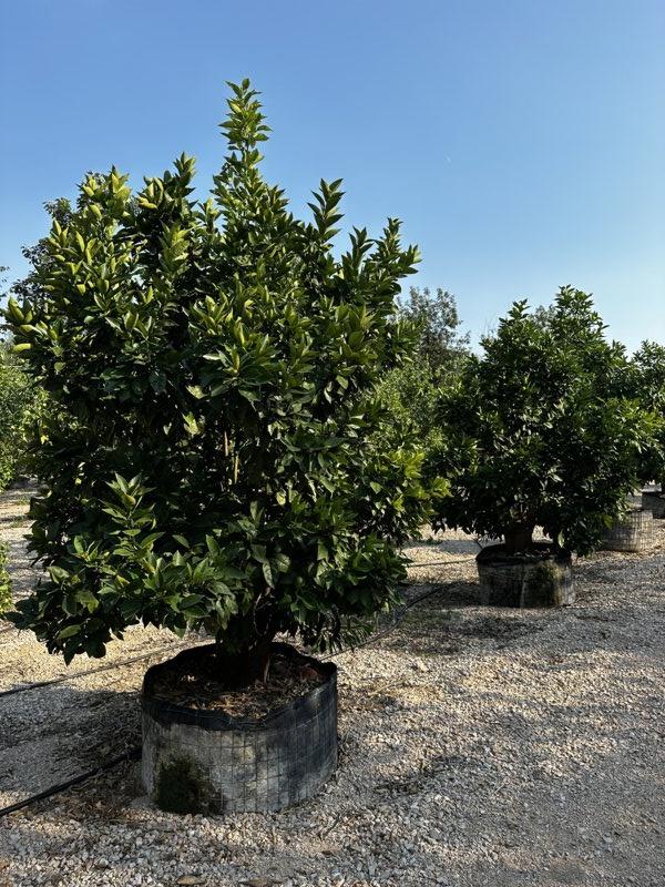 Citrus Sinensis (Arancio) — Albero, circonferenza 80/100 cm, in rete