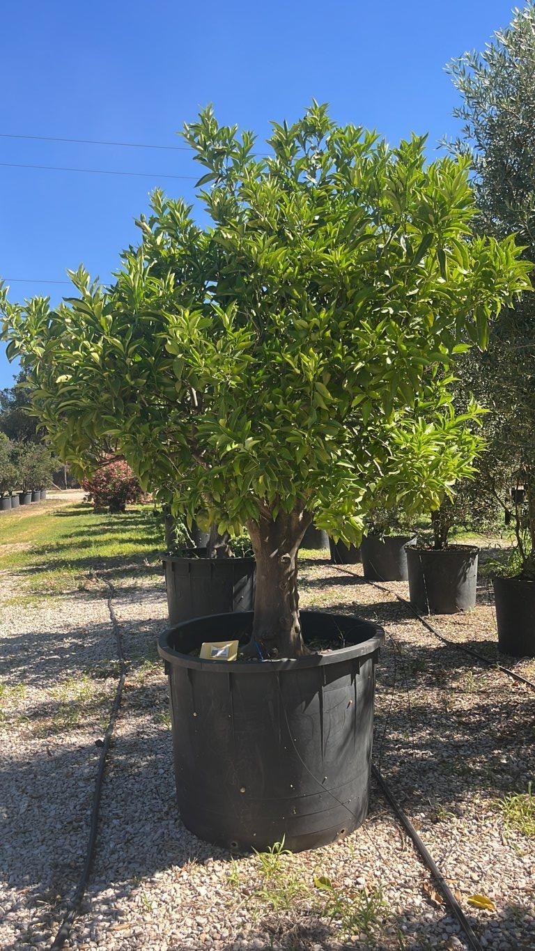 Citrus Sinensis (Arancio) — Mini fusto, circonferenza 50/60 cm, vaso 500 litri