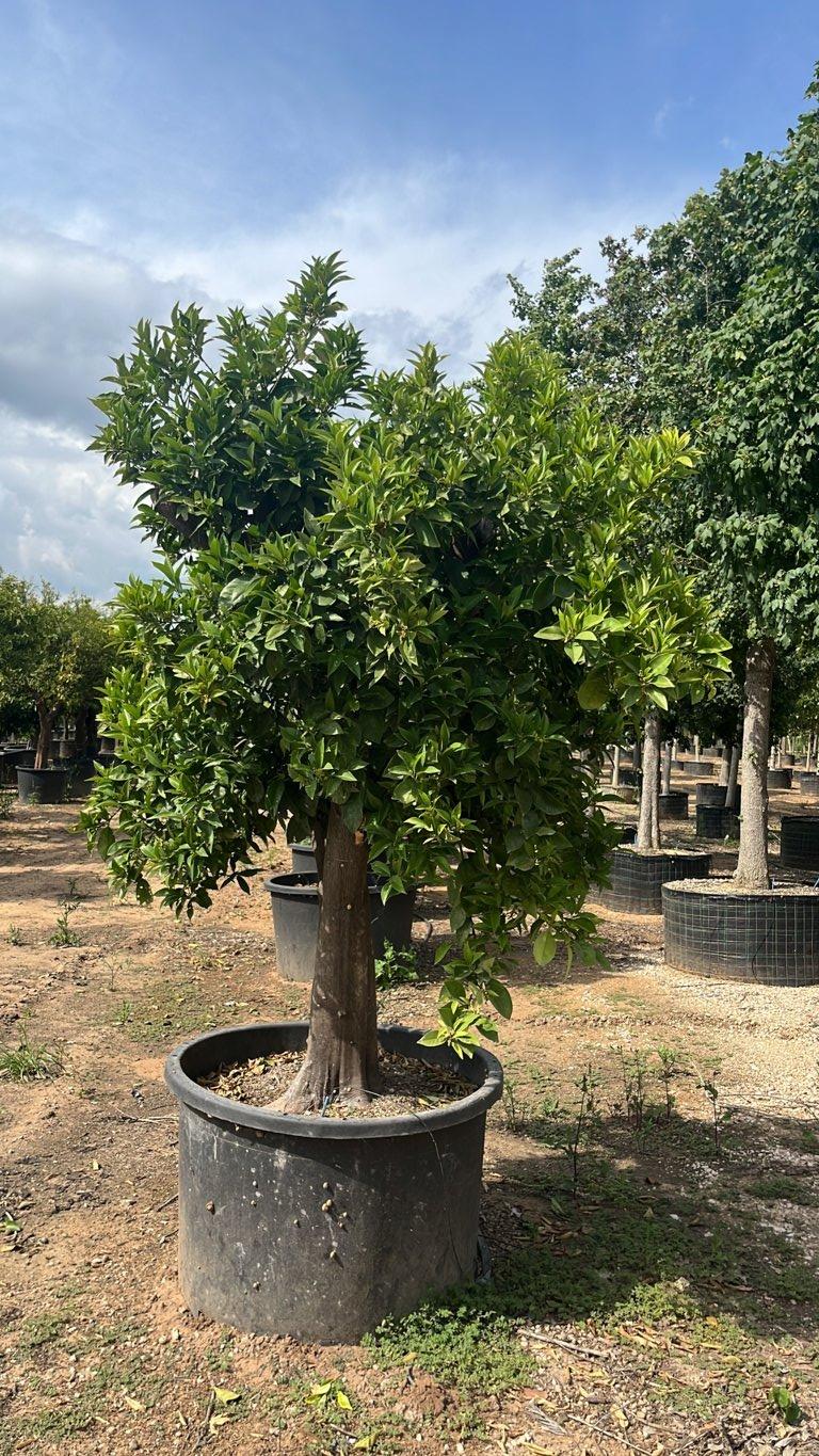 Citrus Sinensis (Arancio) — 1/2 fusto, circonferenza 50/60 cm, vaso 375 litri