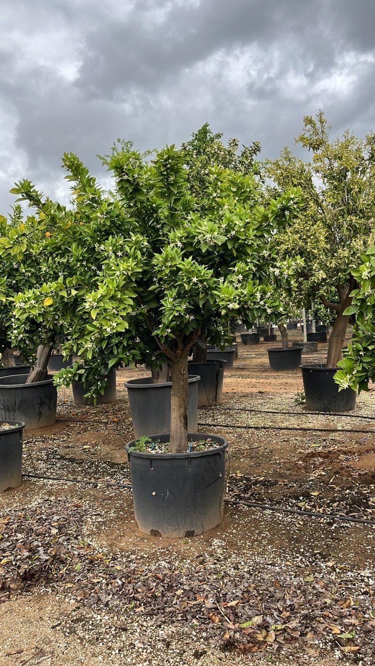 Citrus Sinensis (Arancio) — 1/2 fusto, circonferenza 40/60 cm, vaso 240 litri