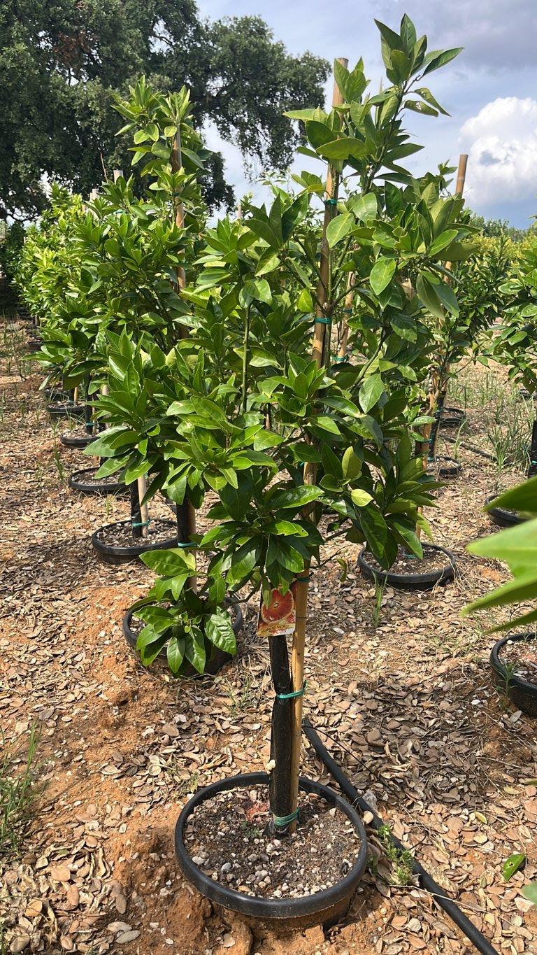 Citrus Sinensis Moro (Arancio) — Mini fusto, circonferenza 6/8 cm, vaso 30 litri