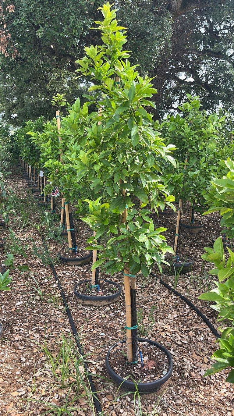 Citrus Sinensis Navelina (Arancio) — Mini fusto, circonferenza 6/8 cm, vaso 30 litri