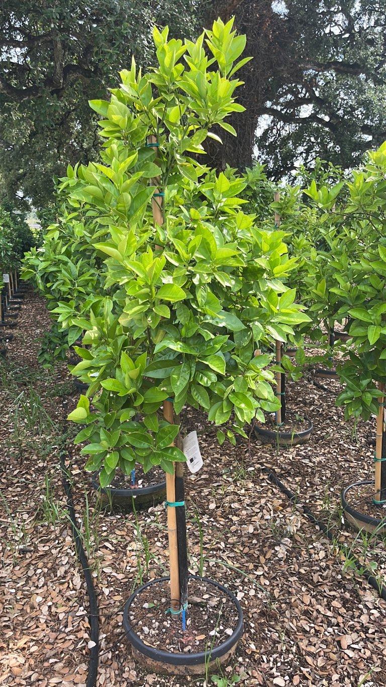 Citrus Sinensis Sanguinello (Arancio) — Mini fusto, circonferenza 6/8 cm, vaso 30 litri