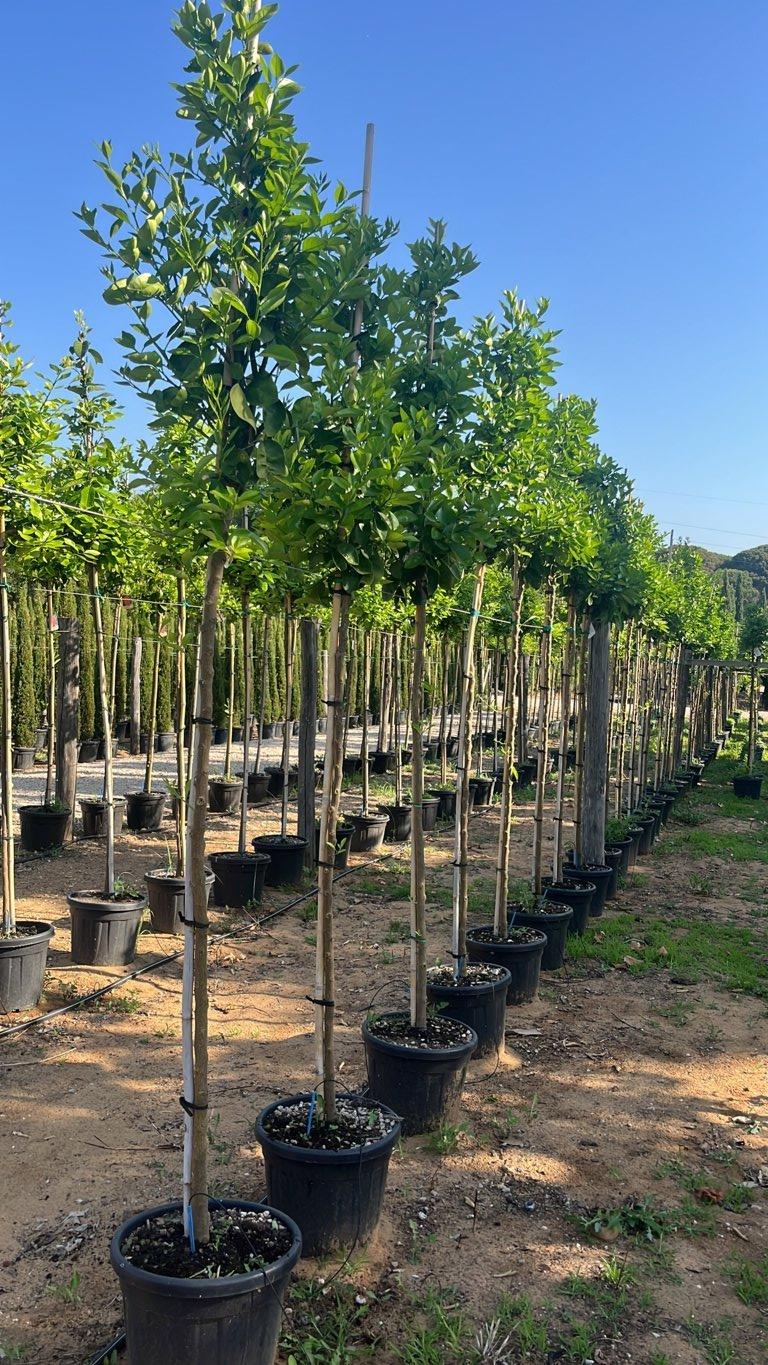 Citrus Sinensis Sanguinello Moscato (Arancio) — Albero, circonferenza 8/10 cm, vaso 30 litri