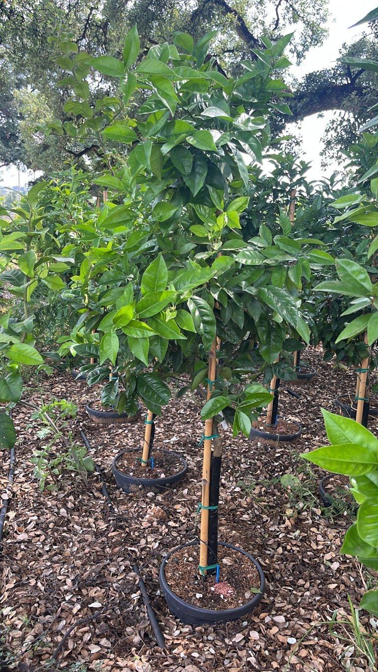 Citrus Sinensis Valencia (Arancio) — Mini fusto, circonferenza 8/10 cm, vaso 30 litri