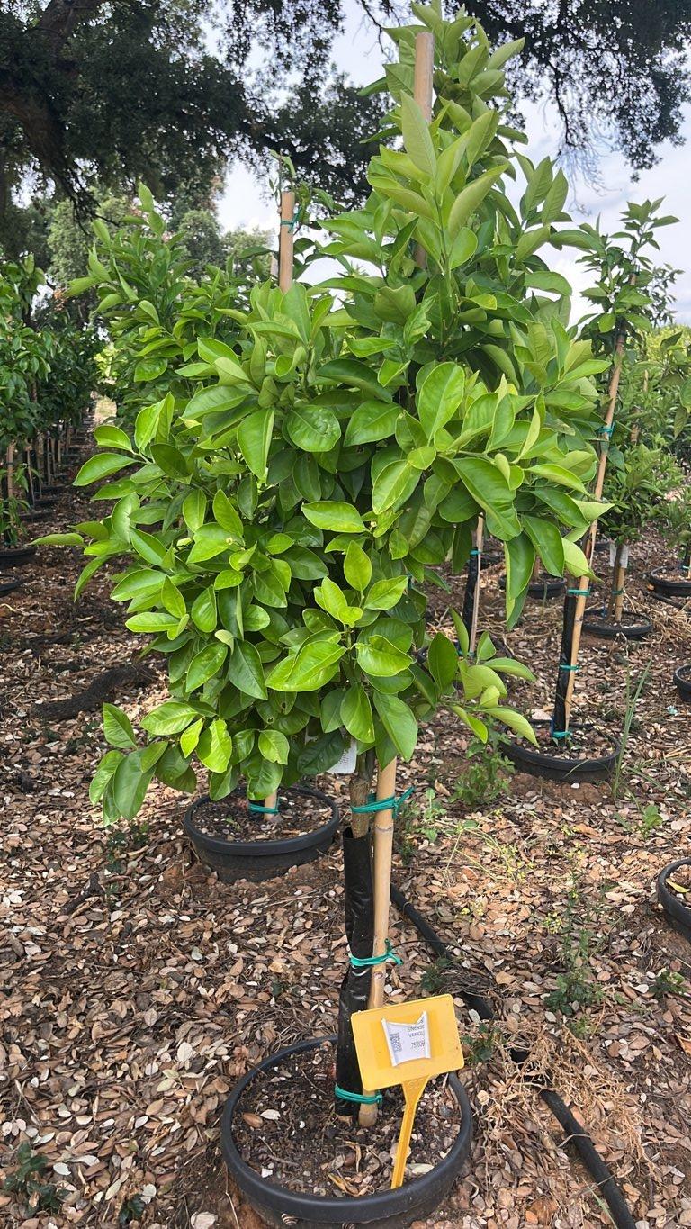 Citrus Sinensis Vaniglia (Arancio) — Mini fusto, circonferenza 6/8 cm, vaso 30 litri