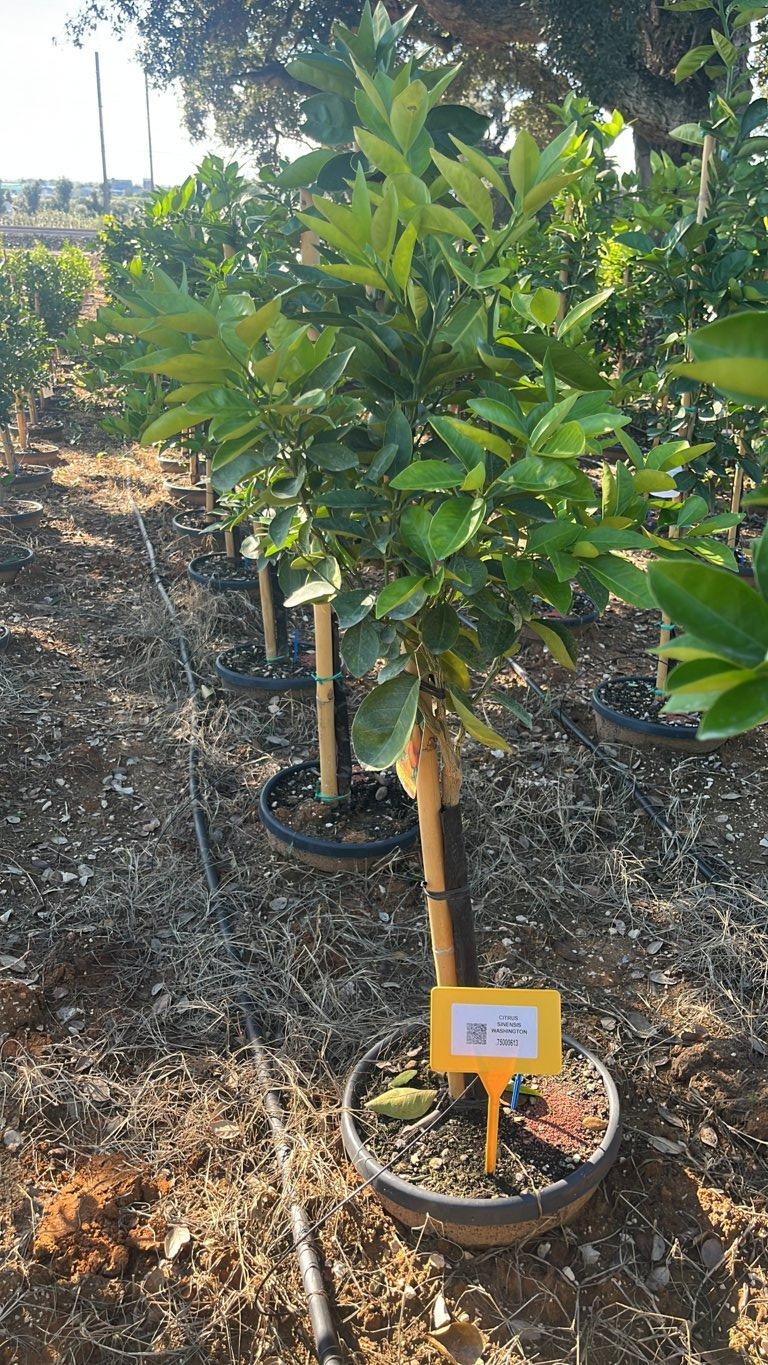 Citrus Sinensis Washington (Arancio) — Mini fusto, circonferenza 6/8 cm, vaso 30 litri