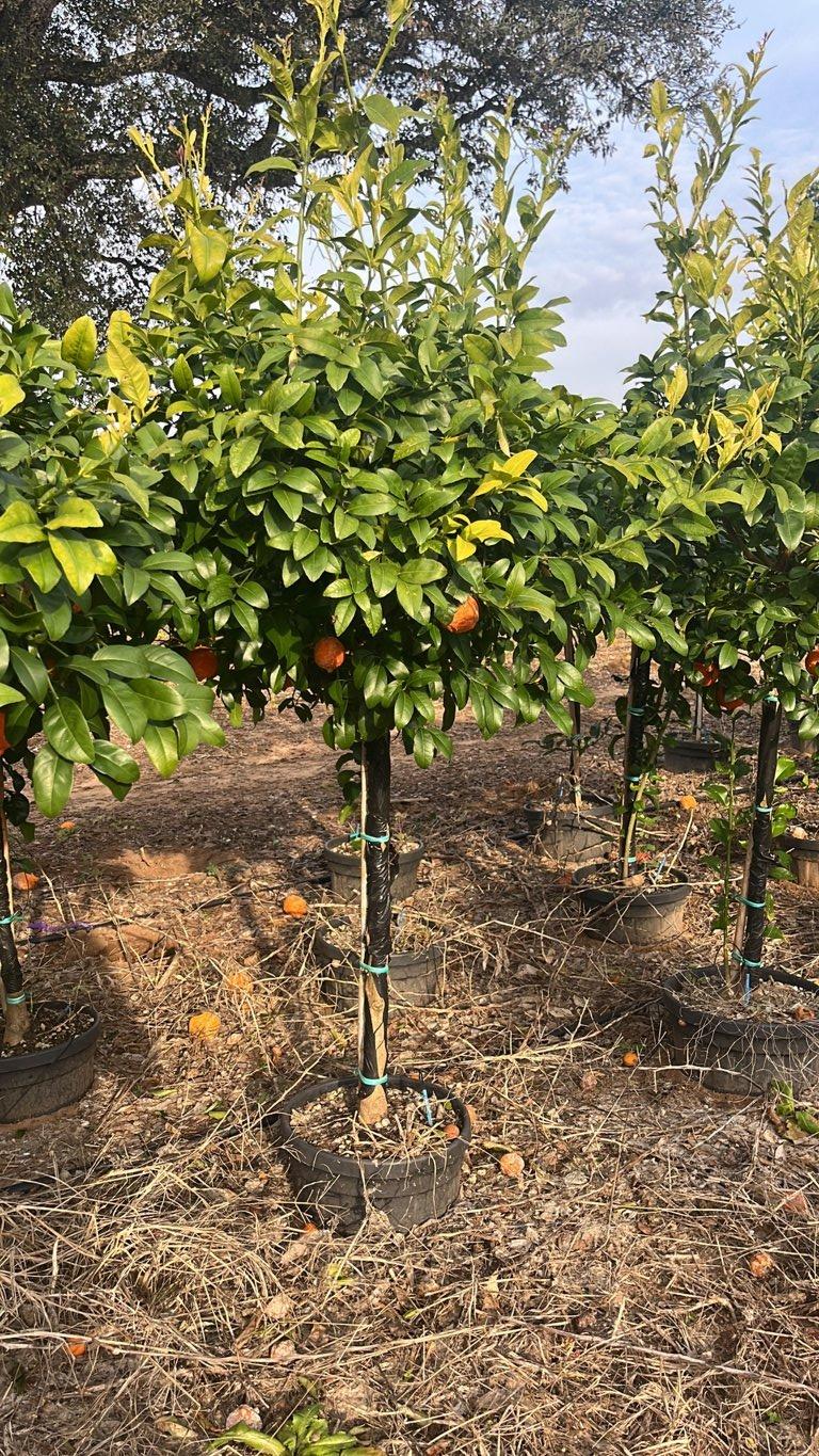 Citrus Limonia (Rangpur lime) — 1/2 fusto, circonferenza 12/14 cm, vaso 30 litri